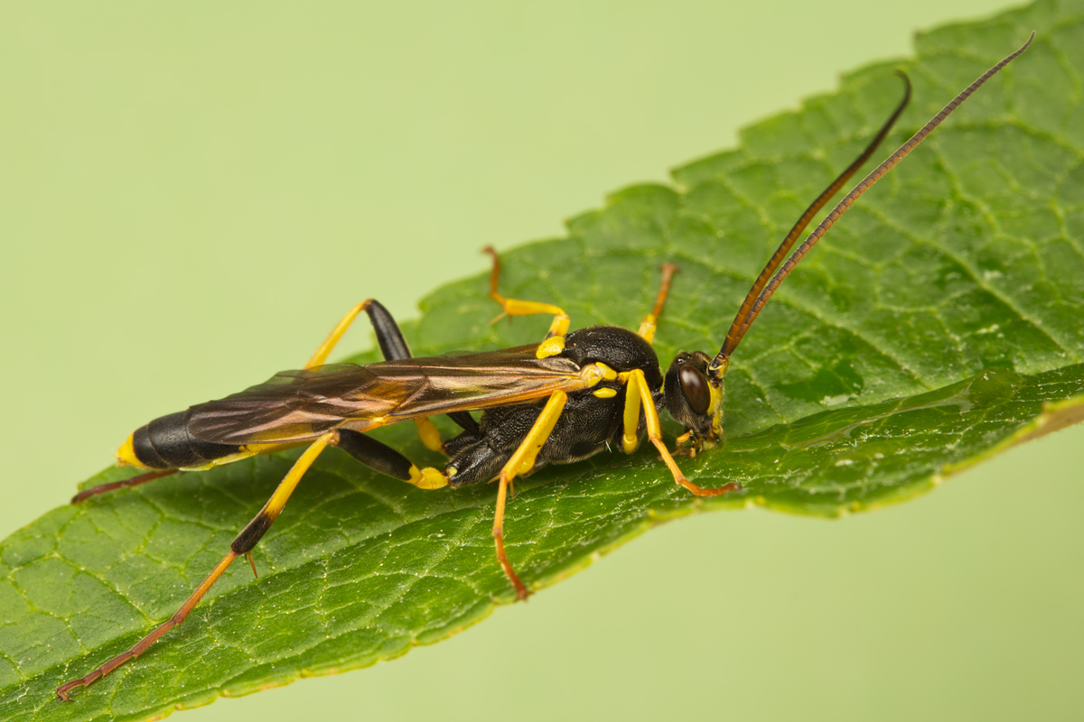 Ichneumon Wasp - Amblyteles armatorius